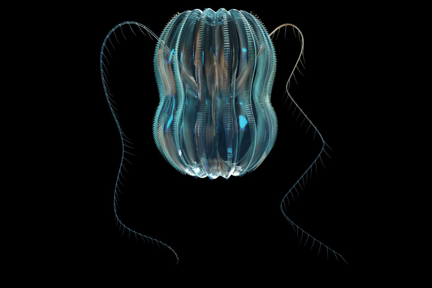 Rippenqualle