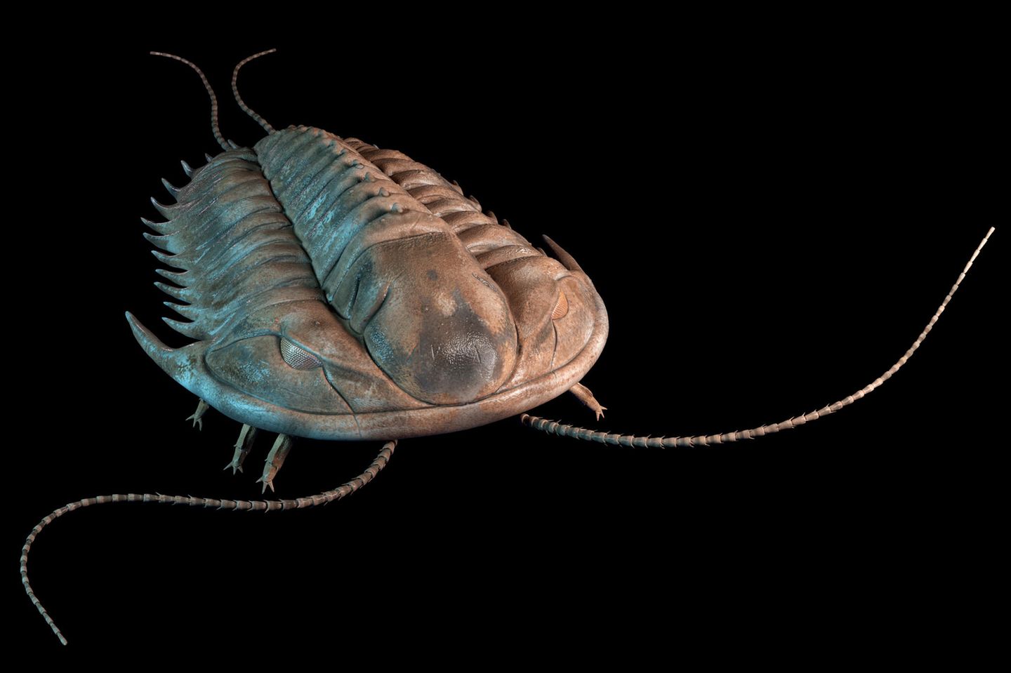 Trilobit