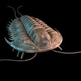 Trilobit