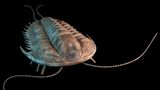 Trilobit