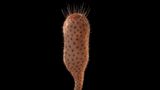 Chancelloria