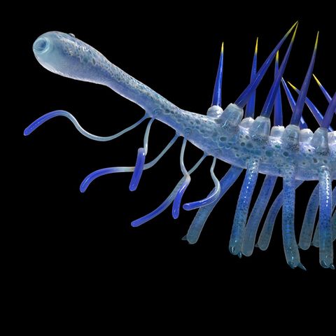 Hallucigenia