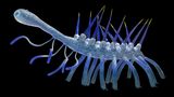 Hallucigenia