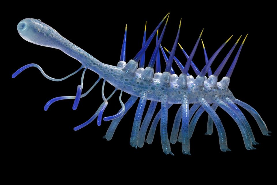 Hallucigenia