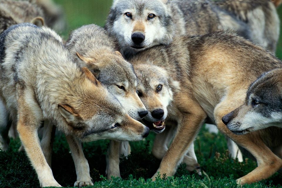 Alleine könnte ein Wolf wohl nur kleinere Tiere wie Hasen und Mäuse erbeuten. Im Rudel aber können die Tiere selbst einen Elch erlegen