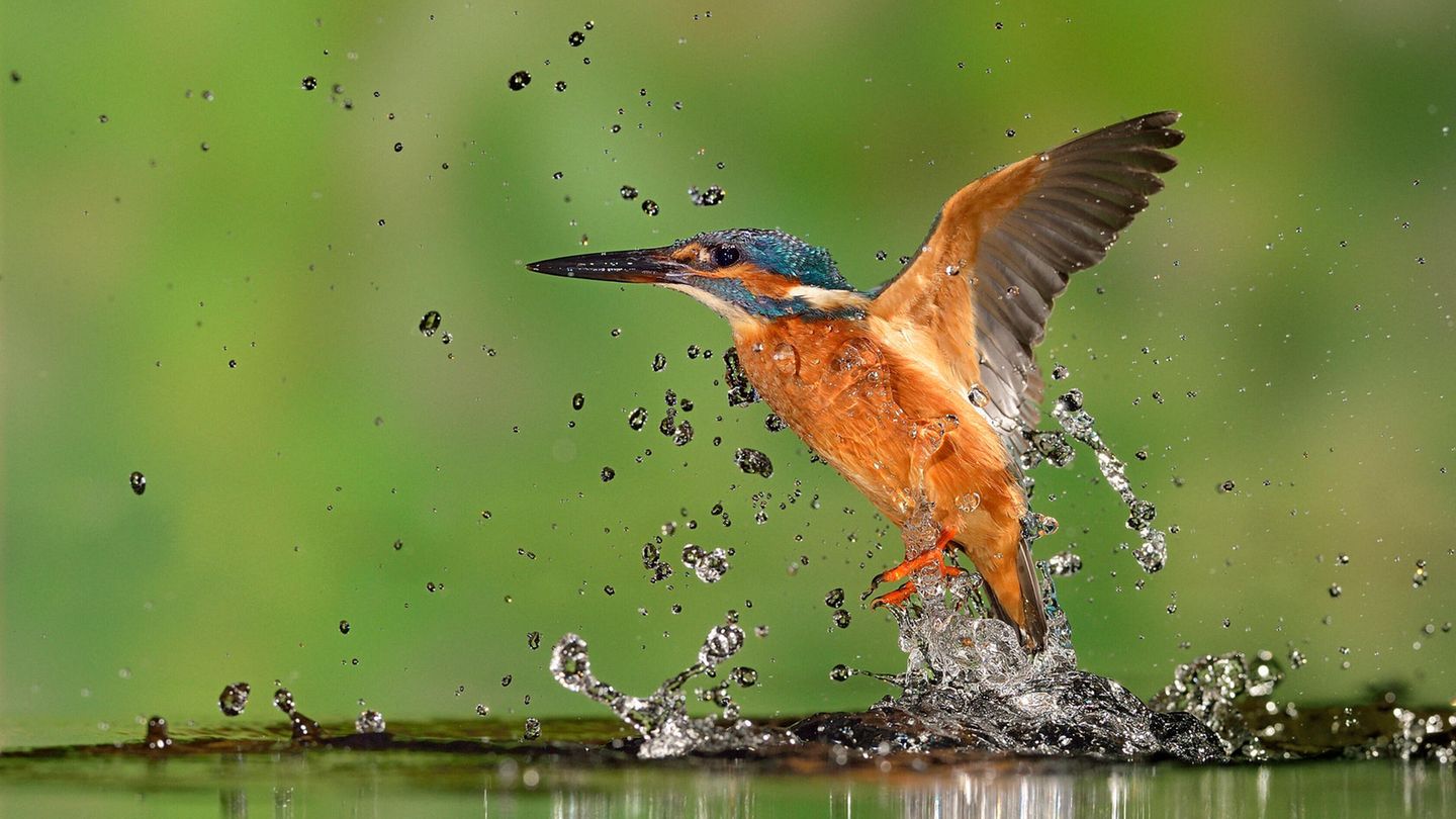Um seine Beute unter Wasser anzupeilen, muss der Eisvogel eine optische Illusion in seine Flugbahn einberechnen