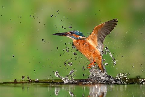 Um seine Beute unter Wasser anzupeilen, muss der Eisvogel eine optische Illusion in seine Flugbahn einberechnen
