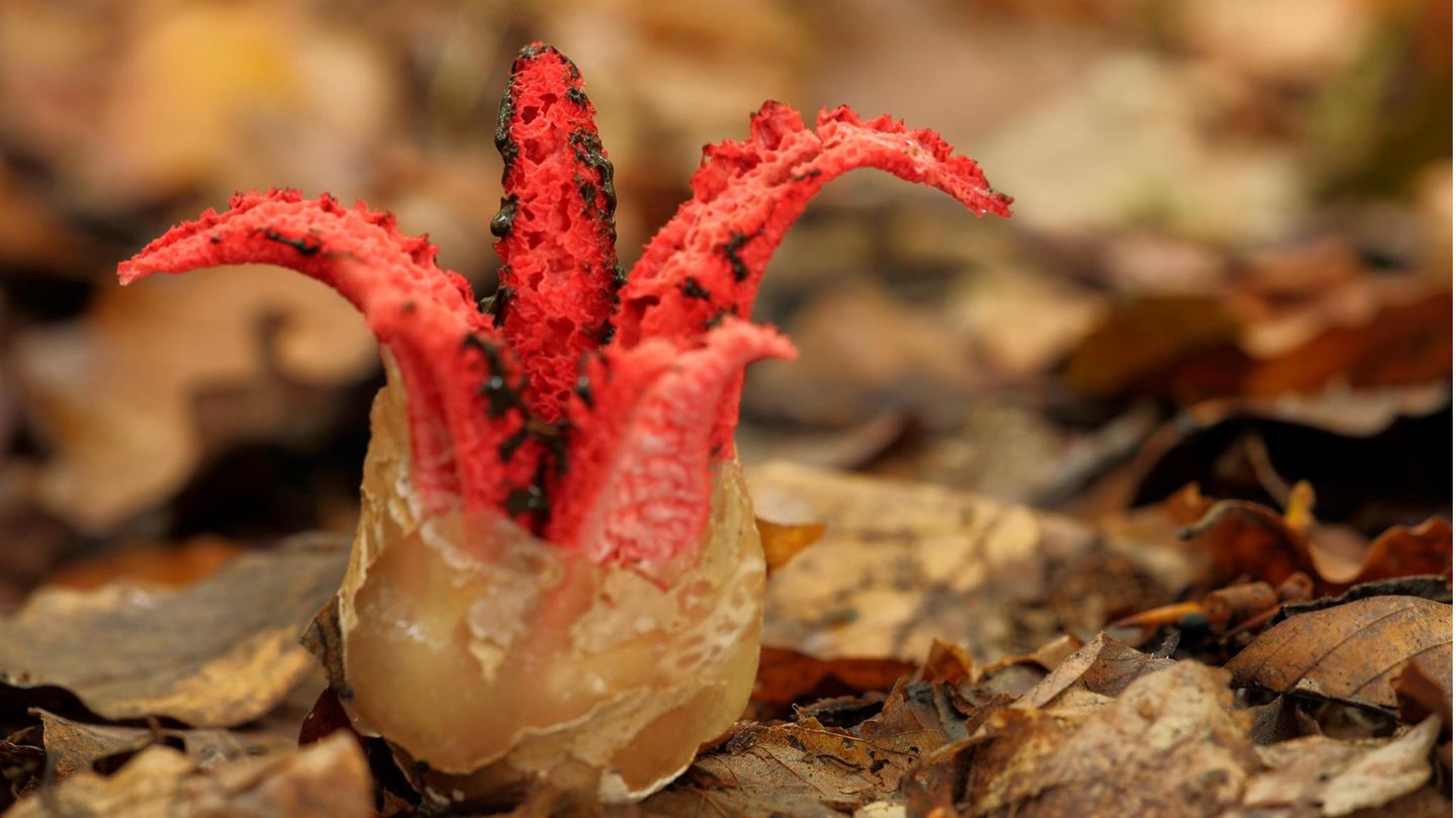 Der Tintenfischpilz kommt ursprünglich aus Neuseeland und Australien, verbreitet sich nun aber mehr und mehr in unseren Breiten