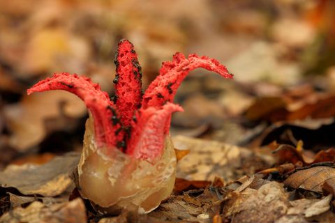 Der Tintenfischpilz kommt ursprünglich aus Neuseeland und Australien, verbreitet sich nun aber mehr und mehr in unseren Breiten