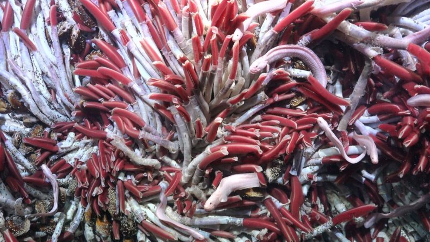 Röhrenwürmer: Tiefseewürmer leben an heißen Quellen. Doch auch unter den Hydrothermalschloten, im Gestein selbst, wimmelt es von Leben Tiefseewürmer leben an heißen Quellen. Doch auch unter den Hydrothermalschloten, im Gestein selbst, wimmelt es von Leben