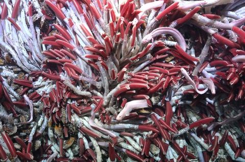 Tiefseewürmer leben an heißen Quellen. Doch auch unter den Hydrothermalschloten, im Gestein selbst, wimmelt es von Leben