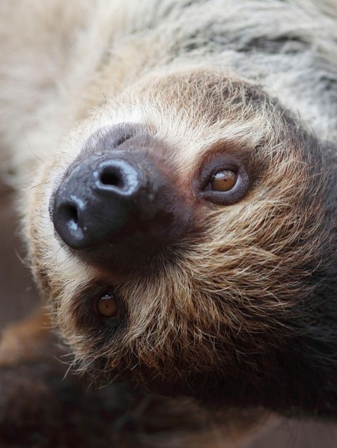 Faultiere sind zwar nicht die schlausten Säuger. Doch durchaus möglich, dass auch sie zu nuancierten Empfindungen fähig sind