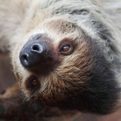 Faultiere sind zwar nicht die schlausten Säuger. Doch durchaus möglich, dass auch sie zu nuancierten Empfindungen fähig sind