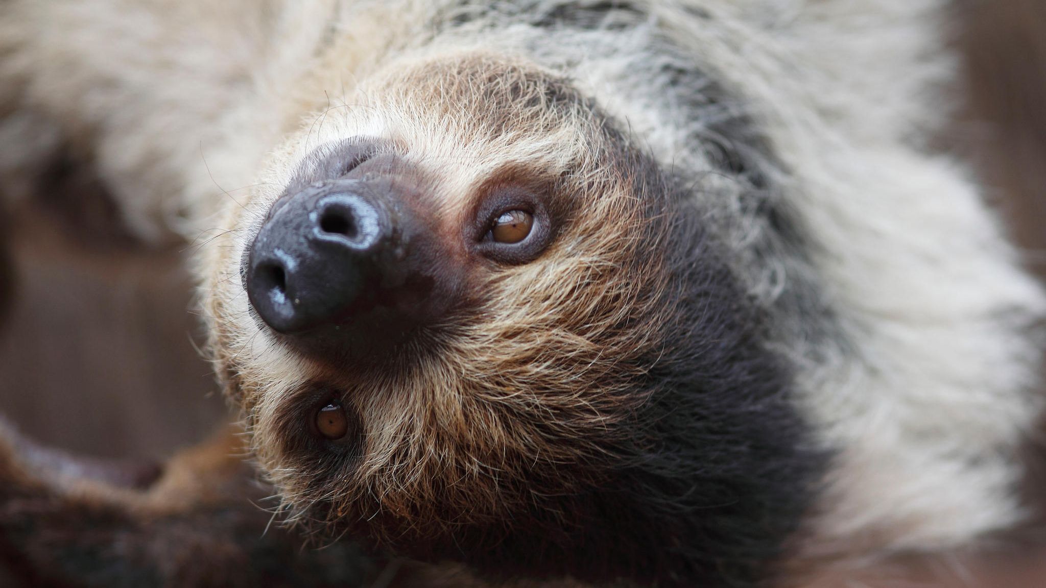 Philosophie: Faultiere sind zwar nicht die schlausten Säuger. Doch durchaus möglich, dass auch sie zu nuancierten Empfindungen fähig sind Faultiere sind zwar nicht die schlausten Säuger. Doch durchaus möglich, dass auch sie zu nuancierten Empfindungen fähig sind