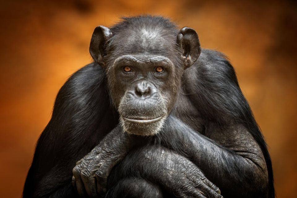 Schimpansen benutzen zahlreiche Werkzeuge, haben ein Selbsbewusstsein und können sich in ihr Gegenüber hineinversetzen. Sind sie so verschieden von uns?