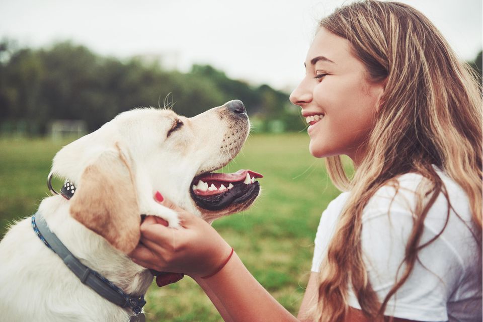 Ein heller Labrador und eine junge Frau sehen sich an. Im Hintergrund ist eine grüne Wiese zu sehen  1.4982