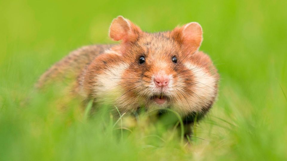 In seinen dehnbaren Backentaschen kann ein Feldhamster bis zu 60 Gramm Körner und andere Leckereien zu seinem Bau tragen