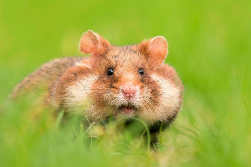 In seinen dehnbaren Backentaschen kann ein Feldhamster bis zu 60 Gramm Körner und andere Leckereien zu seinem Bau tragen