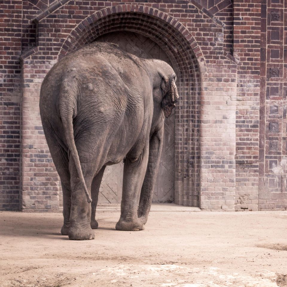 Elefant in einem Zoo Elefant in einem Zoo