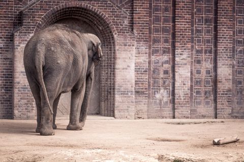 Elefant in einem Zoo