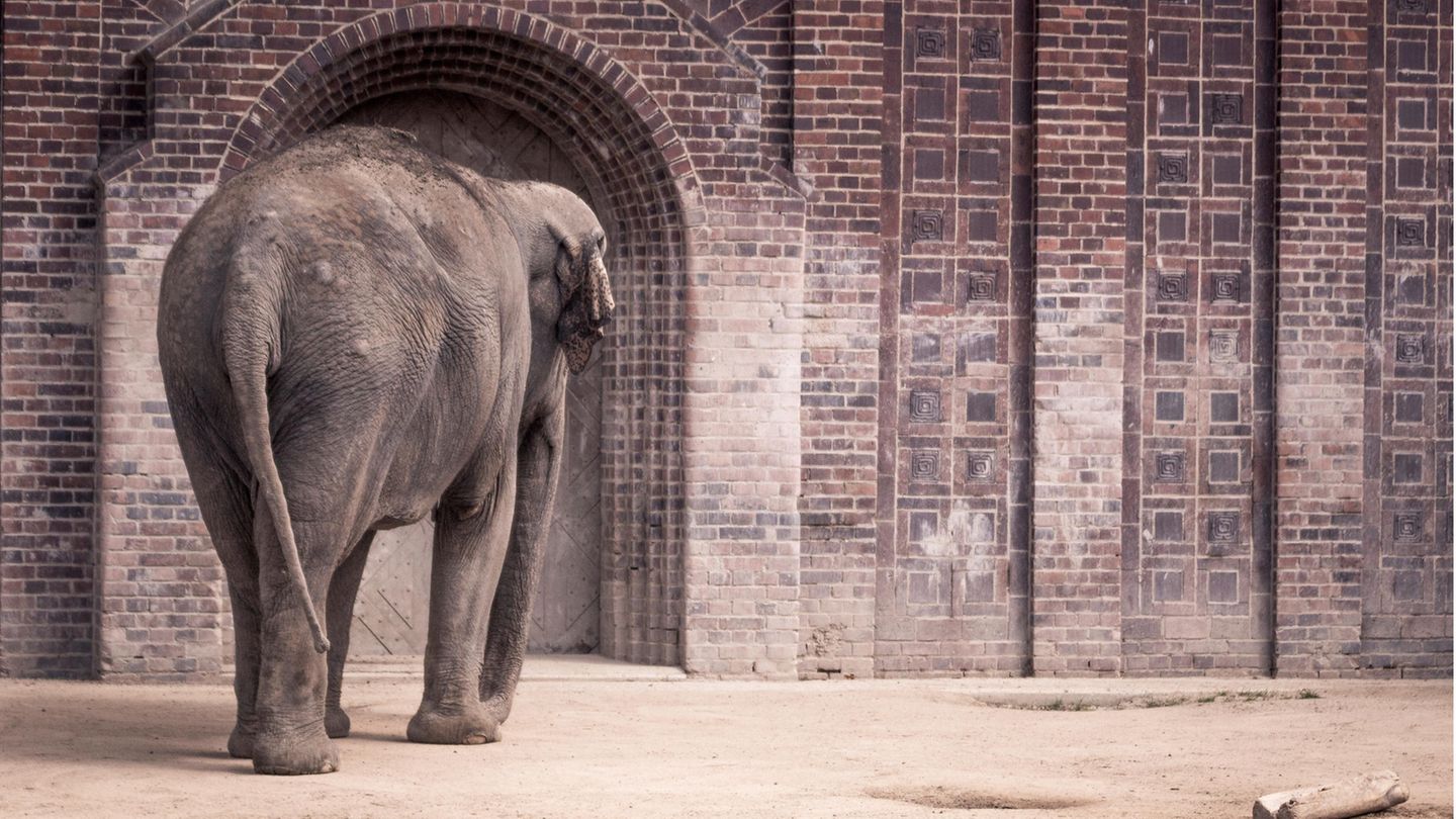 Elefant in einem Zoo