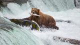 Ein Bär hat sich einen Fisch in einem Fluss gefangen und hat diesen in der Schnauze