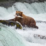 Ein Bär hat sich einen Fisch in einem Fluss gefangen und hat diesen in der Schnauze