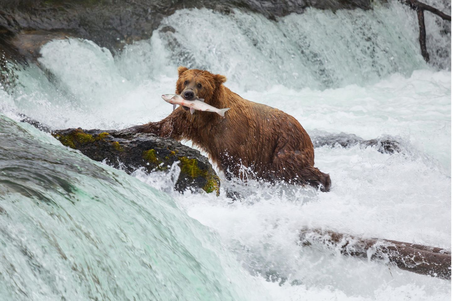 Katmai National Park & Preserve – Alaskas Braunbären mögen es fangfrisch Ein Bär hat sich einen Fisch in einem Fluss gefangen und hat diesen in der Schnauze