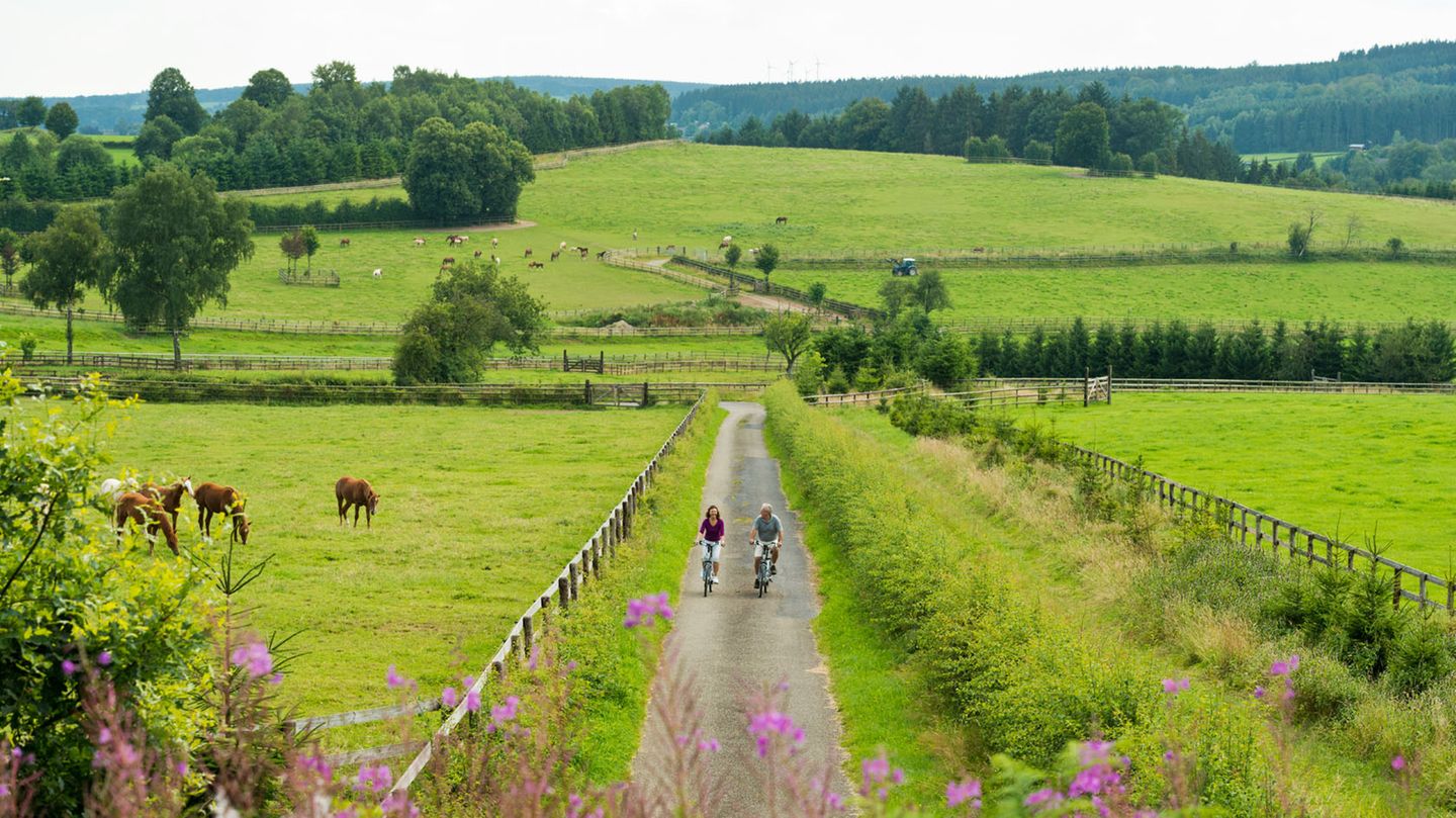 Fahrradfahrer auf der Vennbahn, umgeben von Weiden, auf denen Tiere grasen.