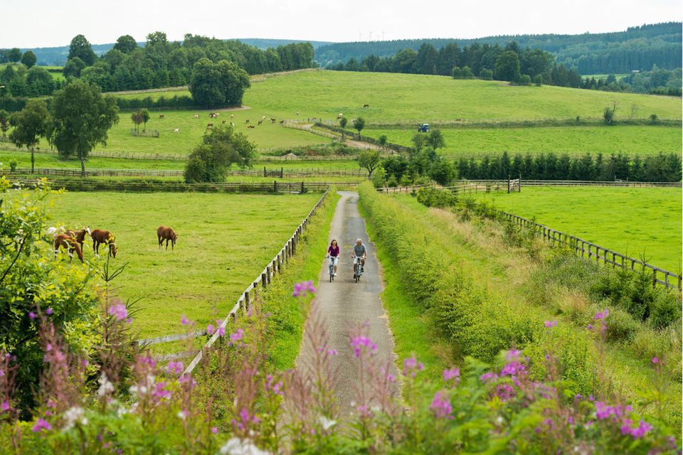 Fahrradfahrer auf der Vennbahn, umgeben von Weiden, auf denen Tiere grasen.  1.4987