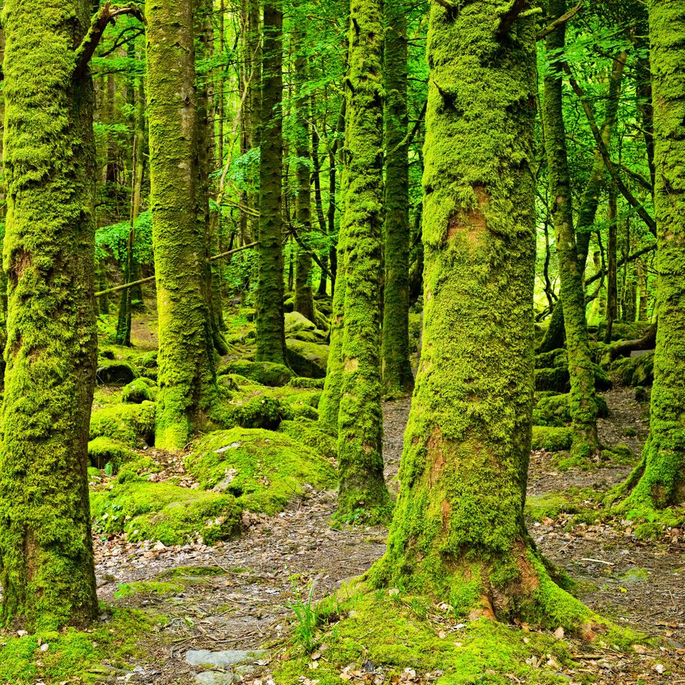 Moosbewachsene Bäume