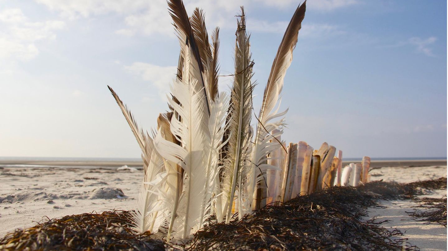 Land-Art: Wenn die Natur zum Atelier wird - [GEO]