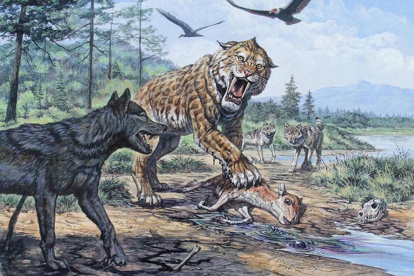 Illustration: Der Urwolf Canis dirus nähert sich einer Säbelzahnkatze