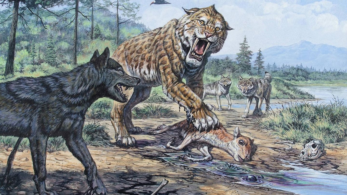 Illustration: Der Urwolf Canis dirus nähert sich einer Säbelzahnkatze