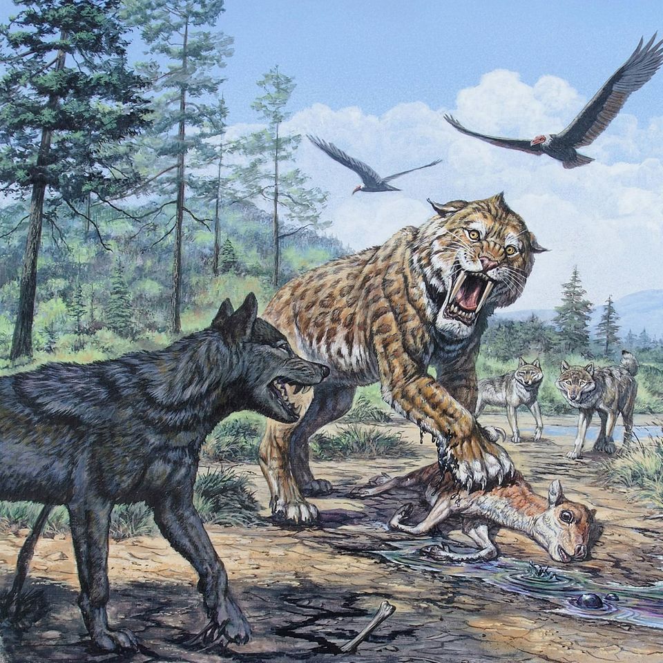 Illustration: Der Urwolf Canis dirus nähert sich einer Säbelzahnkatze