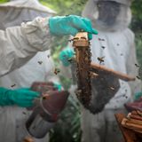 In Guinea kämpfen Mitarbeitende eines Schutzzentrums für Schimpansen gegen die Rodung des Regenwalds. Ihre Waffe: Honig aus der eigenen Imkerei. "Ein Teil des erwirtschafteten Gewinns wird für den Schutz von Schimpansen verwendet", sagt Roberto García-Roa, Evolutionsbiologe und Artenschutz-Fotograf. Sein Foto siegte in der Kategorie "Unseren Planeten schützen".