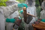 In Guinea kämpfen Mitarbeitende eines Schutzzentrums für Schimpansen gegen die Rodung des Regenwalds. Ihre Waffe: Honig aus der eigenen Imkerei. "Ein Teil des erwirtschafteten Gewinns wird für den Schutz von Schimpansen verwendet", sagt Roberto García-Roa, Evolutionsbiologe und Artenschutz-Fotograf. Sein Foto siegte in der Kategorie "Unseren Planeten schützen".