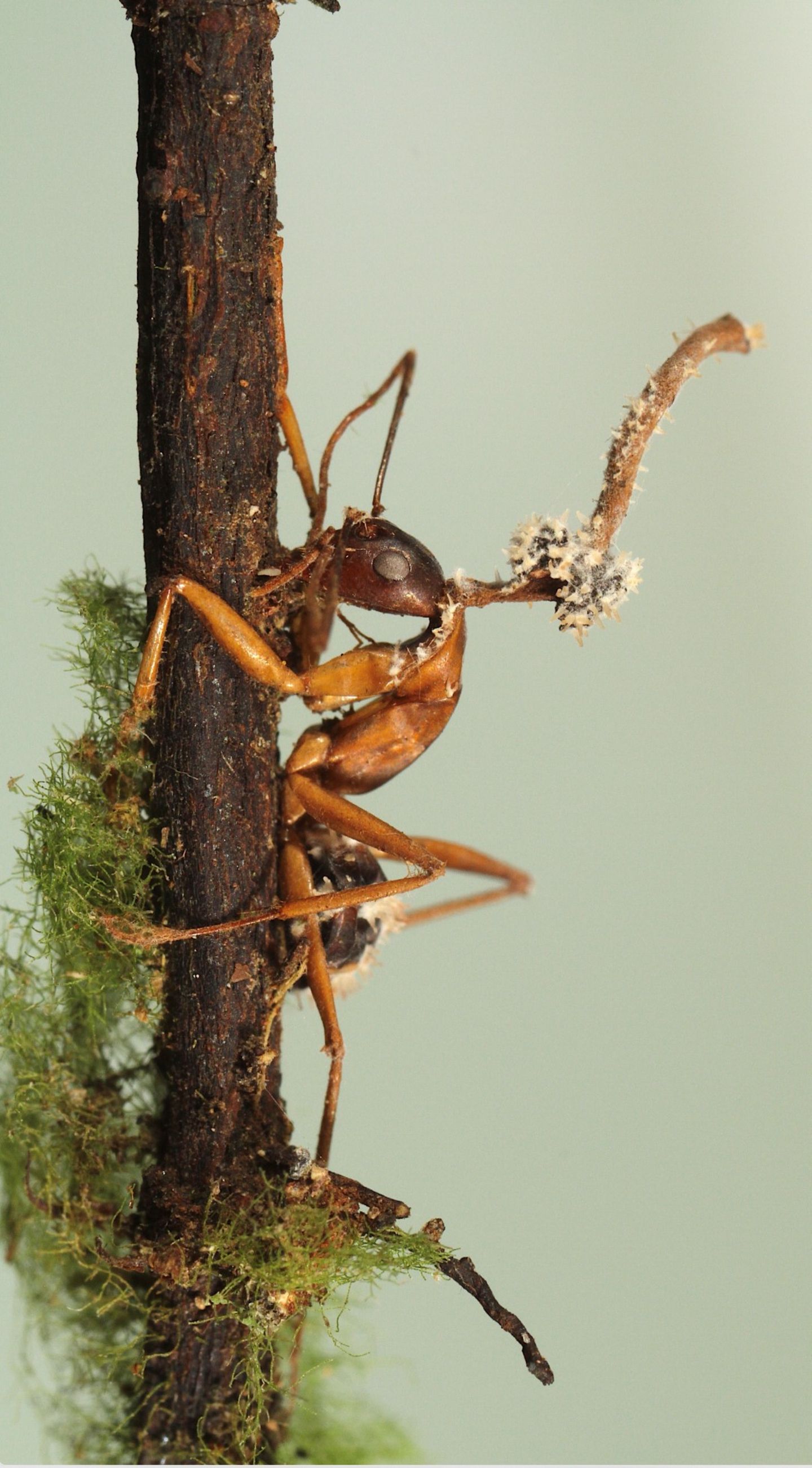 Ophiocordyceps unilateralis hat die Kontrolle übernommen. Der parasitäre Pilz nistet sich im Ameisenkörper ein, manipuliert das Verhalten der Tiere und steuert sie an einen für ihn günstigen Ort. Meist verbeißt sich das willenlose Insekt in Blätter oder Rinde eines Baums, bevor es stirbt und ein Fruchtkörper aus seinem Leichnam sprießt. Der Pilz befällt verschiedene Camponotini-Ameisen in Wäldern auf der ganzen Welt, von tropischen bis zu gemäßigten Regionen. Dieses Exemplar hat der Mykologe João Araújo allerdings in der Großstadt aufgenommen: im Botanischen Garten New Yorks. Es gewann den ersten Platz in der Kategorie "Pflanzen und Pilze".