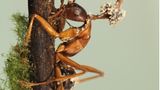 Ophiocordyceps unilateralis hat die Kontrolle übernommen. Der parasitäre Pilz nistet sich im Ameisenkörper ein, manipuliert das Verhalten der Tiere und steuert sie an einen für ihn günstigen Ort. Meist verbeißt sich das willenlose Insekt in Blätter oder Rinde eines Baums, bevor es stirbt und ein Fruchtkörper aus seinem Leichnam sprießt. Der Pilz befällt verschiedene Camponotini-Ameisen in Wäldern auf der ganzen Welt, von tropischen bis zu gemäßigten Regionen. Dieses Exemplar hat der Mykologe João Araújo allerdings in der Großstadt aufgenommen: im Botanischen Garten New Yorks. Es gewann den ersten Platz in der Kategorie "Pflanzen und Pilze".