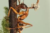 Ophiocordyceps unilateralis hat die Kontrolle übernommen. Der parasitäre Pilz nistet sich im Ameisenkörper ein, manipuliert das Verhalten der Tiere und steuert sie an einen für ihn günstigen Ort. Meist verbeißt sich das willenlose Insekt in Blätter oder Rinde eines Baums, bevor es stirbt und ein Fruchtkörper aus seinem Leichnam sprießt. Der Pilz befällt verschiedene Camponotini-Ameisen in Wäldern auf der ganzen Welt, von tropischen bis zu gemäßigten Regionen. Dieses Exemplar hat der Mykologe João Araújo allerdings in der Großstadt aufgenommen: im Botanischen Garten New Yorks. Es gewann den ersten Platz in der Kategorie "Pflanzen und Pilze".