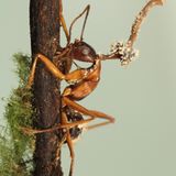 Ophiocordyceps unilateralis hat die Kontrolle übernommen. Der parasitäre Pilz nistet sich im Ameisenkörper ein, manipuliert das Verhalten der Tiere und steuert sie an einen für ihn günstigen Ort. Meist verbeißt sich das willenlose Insekt in Blätter oder Rinde eines Baums, bevor es stirbt und ein Fruchtkörper aus seinem Leichnam sprießt. Der Pilz befällt verschiedene Camponotini-Ameisen in Wäldern auf der ganzen Welt, von tropischen bis zu gemäßigten Regionen. Dieses Exemplar hat der Mykologe João Araújo allerdings in der Großstadt aufgenommen: im Botanischen Garten New Yorks. Es gewann den ersten Platz in der Kategorie "Pflanzen und Pilze".