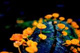Welche Folgen die Invasion des orangefarbenen Porenpilzes für Australiens Ökosysteme hat, können Forschende bislang nur abschätzen. "Obwohl er schön und unschuldig aussieht, verdrängt diese Art andere Pilze und breitet sich im gesamten australischen Regenwald aus", sagt die Fotografin und Ökologin Cornelia Sattler. "Die leuchtend orangefarbenen Fruchtkörper wachsen typischerweise auf Totholz und können sich durch Sporen verbreiten, die oft von Menschen übertragen werden." Mit ihrem Foto von Favolaschia calocera gewann Sattler den Hauptpreis des Wettbewerbs.