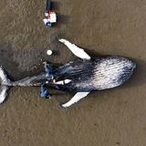 Als dieser junge, bereits verstorbene Buckelwal im Mai 2023 an der Nordostküste Schottlands angeschwemmt wurde, war die Aufregung groß. Forschende der Universität Glasgow reisten an den Strand im Nationalpark Loch Fleet und führten eine Nekropsie durch. Ihr Fazit: Vermutlich ertrank der Wal, weil er sich unter Wasser verheddert hatte und nicht rechtzeitig an die Wasseroberfläche gelangen konnte, um Luft zu holen.  Nach Ende des Walfangs habe sich die nordatlantische Buckelwalpopulationen erholt, sagt Paul Thompson von der Universität Aberdeen, der die Drohnenaufnahme einreichte. "Das hat dazu geführt, dass die Art zunehmend häufig in den Küstengewässern des Vereinigten Königreichs gesichtet wird." Thompson und sein Team führen an der Küste langfristige fotografische Studien zu Seehunden durch. Sie lassen Drohnen fliegen, um einzelne Tiere zu identifizieren und Populationsgrößen abzuschätzen. Das Foto gewann den zweiten Platz in der Kategorie "Forschung in Aktion".