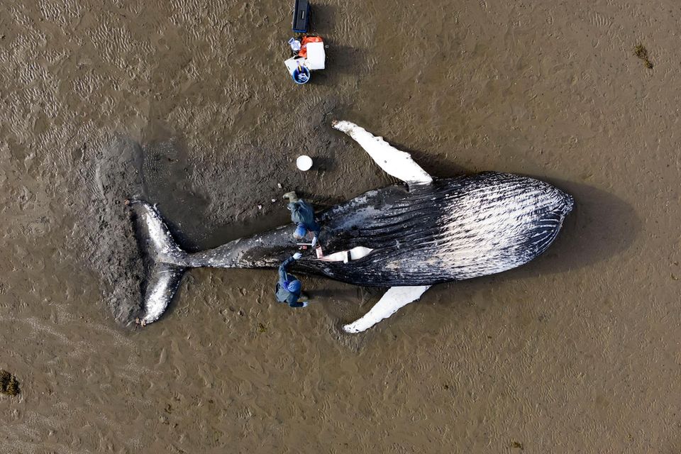 Als dieser junge, bereits verstorbene Buckelwal im Mai 2023 an der Nordostküste Schottlands angeschwemmt wurde, war die Aufregung groß. Forschende der Universität Glasgow reisten an den Strand im Nationalpark Loch Fleet und führten eine Nekropsie durch. Ihr Fazit: Vermutlich ertrank der Wal, weil er sich unter Wasser verheddert hatte und nicht rechtzeitig an die Wasseroberfläche gelangen konnte, um Luft zu holen.  Nach Ende des Walfangs habe sich die nordatlantische Buckelwalpopulationen erholt, sagt Paul Thompson von der Universität Aberdeen, der die Drohnenaufnahme einreichte. "Das hat dazu geführt, dass die Art zunehmend häufig in den Küstengewässern des Vereinigten Königreichs gesichtet wird." Thompson und sein Team führen an der Küste langfristige fotografische Studien zu Seehunden durch. Sie lassen Drohnen fliegen, um einzelne Tiere zu identifizieren und Populationsgrößen abzuschätzen. Das Foto gewann den zweiten Platz in der Kategorie "Forschung in Aktion".