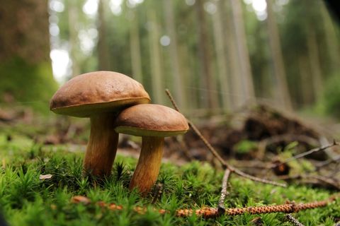 Der halbkugelige, dunkelbraune Hut erinnert an einen Steinpilz: Maronen-Röhrlinge im Wald