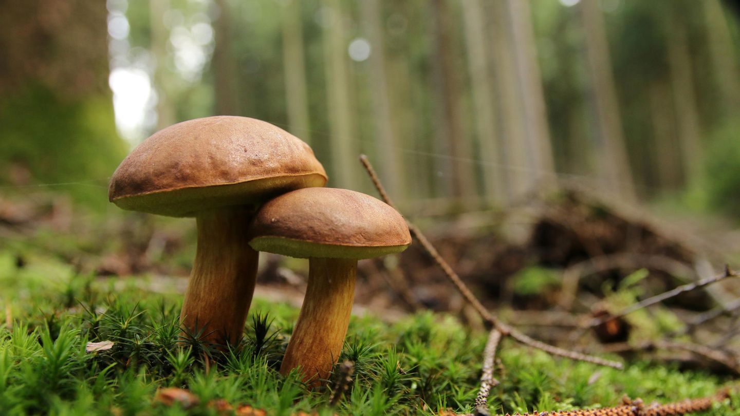 Der halbkugelige, dunkelbraune Hut erinnert an einen Steinpilz: Maronen-Röhrlinge im Wald