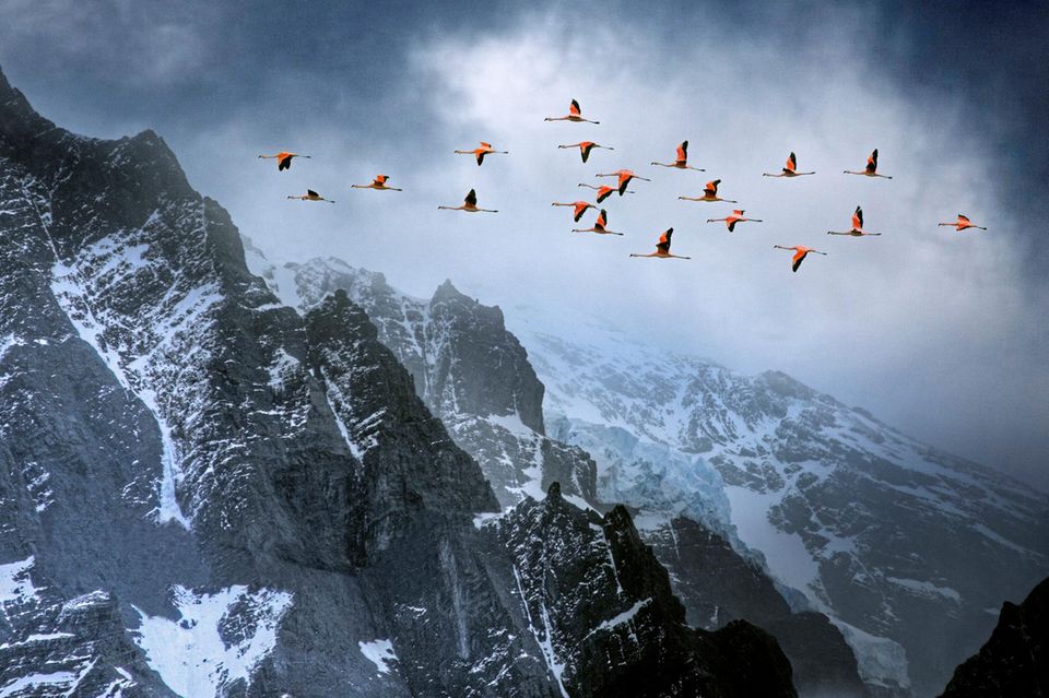 Die langen Hälse und Beine in die Waagerechte gestreckt überqueren Chileflamingos die eisigen Gipfel im Torres Del Paine National Park in Chile. Die Vögel lieben die Gemeinschaft, treffen sich mitunter in Gruppen von zehntausend Individuen zum Fressen, Balzen und Nisten. Während ihrer Wanderungen fliegen die Tiere oft in V-Formation, wobei sie, um die Truppe zusammenzuhalten, ständig lauthals miteinander kommunizieren. Häufig steuern die Vögel flache Gewässer an, in denen sie Kleinstlebewesen seihen. Um Wärme zu sparen, stehen Flamingos gern auf einem Bein, das andere eng an den Körper gezogen, den Kopf unter einen Flügel gesteckt. Und bis zu fast einem Drittel ihrer Zeit verbringen die anmutigen Vögel damit, ihr Gefieder zu putzen: So bleiben die Federn wasserdicht – und flugtauglich.  1.5433