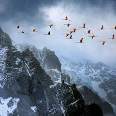 Die langen Hälse und Beine in die Waagerechte gestreckt überqueren Chileflamingos die eisigen Gipfel im Torres Del Paine National Park in Chile. Die Vögel lieben die Gemeinschaft, treffen sich mitunter in Gruppen von zehntausend Individuen zum Fressen, Balzen und Nisten. Während ihrer Wanderungen fliegen die Tiere oft in V-Formation, wobei sie, um die Truppe zusammenzuhalten, ständig lauthals miteinander kommunizieren. Häufig steuern die Vögel flache Gewässer an, in denen sie Kleinstlebewesen seihen. Um Wärme zu sparen, stehen Flamingos gern auf einem Bein, das andere eng an den Körper gezogen, den Kopf unter einen Flügel gesteckt. Und bis zu fast einem Drittel ihrer Zeit verbringen die anmutigen Vögel damit, ihr Gefieder zu putzen: So bleiben die Federn wasserdicht – und flugtauglich.