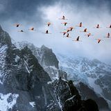 Die langen Hälse und Beine in die Waagerechte gestreckt überqueren Chileflamingos die eisigen Gipfel im Torres Del Paine National Park in Chile. Die Vögel lieben die Gemeinschaft, treffen sich mitunter in Gruppen von zehntausend Individuen zum Fressen, Balzen und Nisten. Während ihrer Wanderungen fliegen die Tiere oft in V-Formation, wobei sie, um die Truppe zusammenzuhalten, ständig lauthals miteinander kommunizieren. Häufig steuern die Vögel flache Gewässer an, in denen sie Kleinstlebewesen seihen. Um Wärme zu sparen, stehen Flamingos gern auf einem Bein, das andere eng an den Körper gezogen, den Kopf unter einen Flügel gesteckt. Und bis zu fast einem Drittel ihrer Zeit verbringen die anmutigen Vögel damit, ihr Gefieder zu putzen: So bleiben die Federn wasserdicht – und flugtauglich.