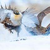 Während der Brutsaison im Frühjahr sammeln sich auf Balzplätzen im US-Bundesstaat Colorado männliche Beifußhühner und liefern sich kurze, aber heftige Kämpfe. Rivalität ist der Motor für die Zwistigkeiten: Die Hähne wollen Überlegenheit demonstrieren und so Weibchen für sich gewinnen. Um die Angebeteten zu bezirzen, legen sich die Bewerber auch anderweitig mächtig ins Zeug: Im Prachtkleid stolzieren die Gockel umher, ihre Schwanzfedern zu einem Strahlenkranz gespreizt, und blähen bis zu zehnmal pro Minute ihre Brustsäcke auf, um beim raschen Entlassen der Luft ein Glucksen über die Steppe zu schicken. Wer am Ende den Wettbewerb gewinnt, das entscheiden die Damen. Und wählen unter den zahlreichen Aspiranten nicht selten den einen Glücklichen, dessen Gene sich bald zuhauf finden werden – in der nächsten Generation, die rund anderthalb Monate später das Licht der Welt erblickt.